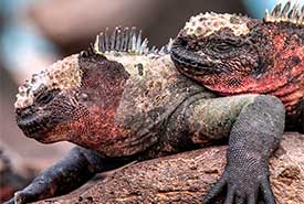 Silversea Galapagos eilanden The Luxury Travel Excellence Cor van der Graaf